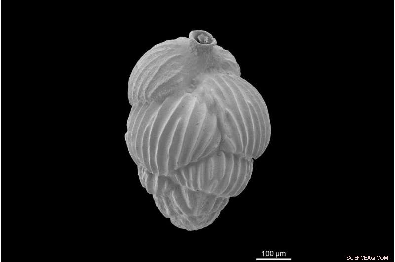 Cretaceous Metabolism: Key Driver of Modern Global Nutrient Cycles