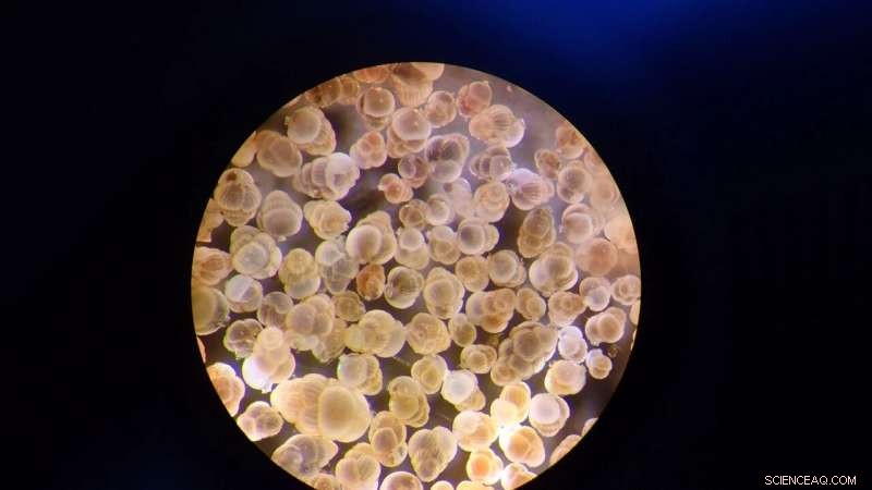 Cretaceous Metabolism: Key Driver of Modern Global Nutrient Cycles