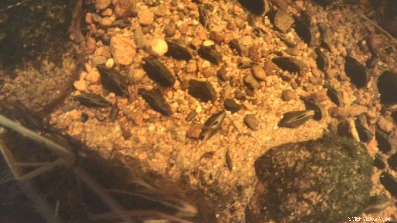 Freshwater Pearl Mussel Larvae Thrive on Native Salmon Populations, Study Finds