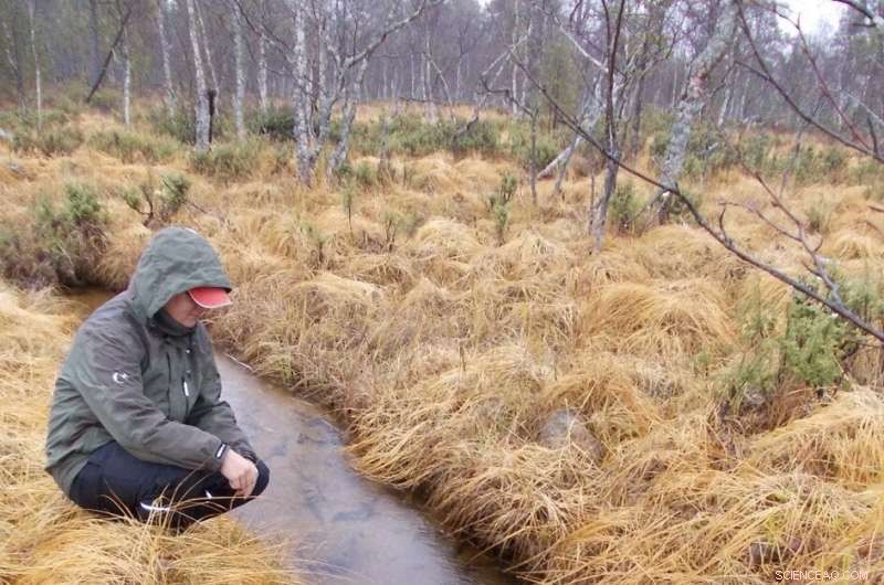 Freshwater Pearl Mussel Larvae Thrive on Native Salmon Populations, Study Finds