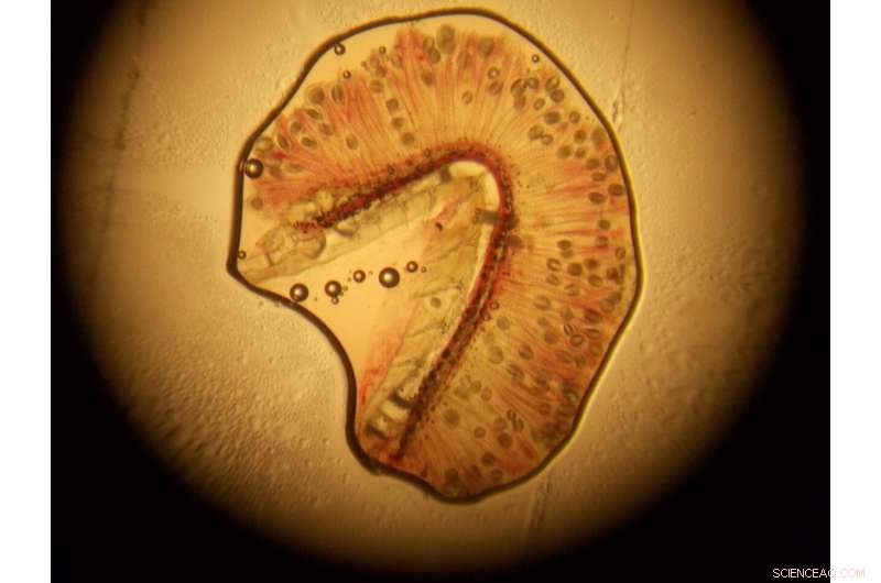 Freshwater Pearl Mussel Larvae Thrive on Native Salmon Populations, Study Finds