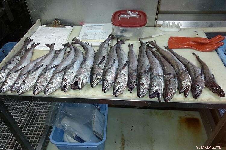 New Study Reveals Pacific Whiting Skin May Combat Wrinkles and UV Damage