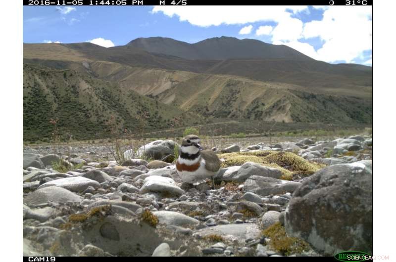 Using Smell to Shield Shorebirds: Olfactory Strategies Reduce Nest Predation in New Zealand