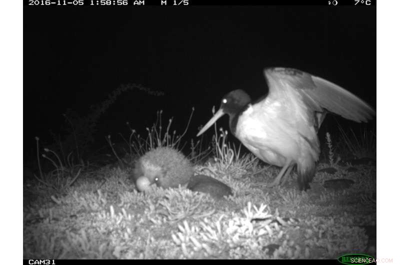 Using Smell to Shield Shorebirds: Olfactory Strategies Reduce Nest Predation in New Zealand