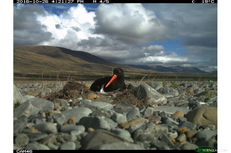 Using Smell to Shield Shorebirds: Olfactory Strategies Reduce Nest Predation in New Zealand