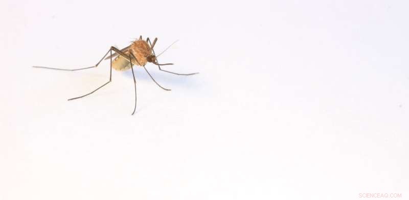 What Happens to Mosquitoes in Winter? Where Do They Go?