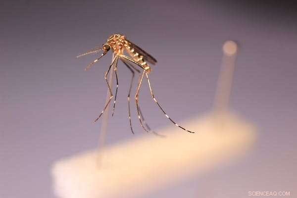 What Happens to Mosquitoes in Winter? Where Do They Go?