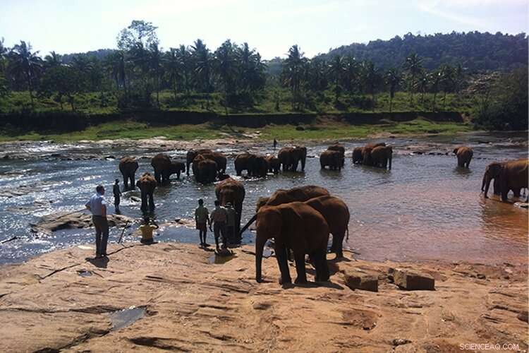 Climate Change May Shift Human‑Elephant Conflict Risks in Thailand
