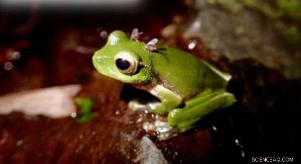 Help Protect Threatened Frogs: Submit Photos of Fly-Feeding Events