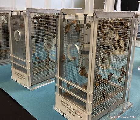 Winter Honey Bees Show Greater Resistance to Widely Used Insecticide