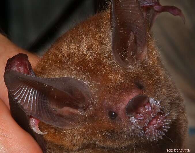 Wild Frog‑Eating Bats Show Remarkable Four‑Year Memory, New Study Reveals