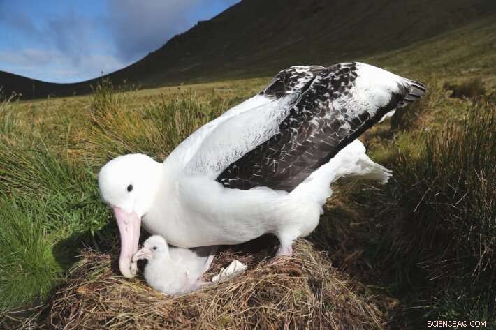 Invasive Mice Accelerate Decline of Tristan Albatross Populations