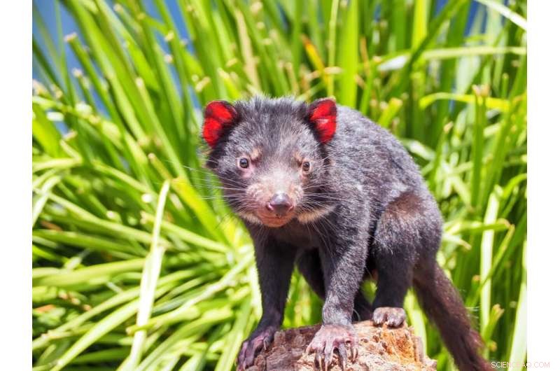 Tasmanian Devils Secure Their Future: Genetic Study Confirms Robust Insurance Populations