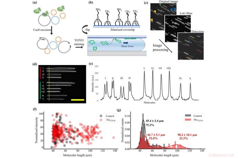 Cut-and-Stretch Assay Uncovers Antibiotic Resistance Genes