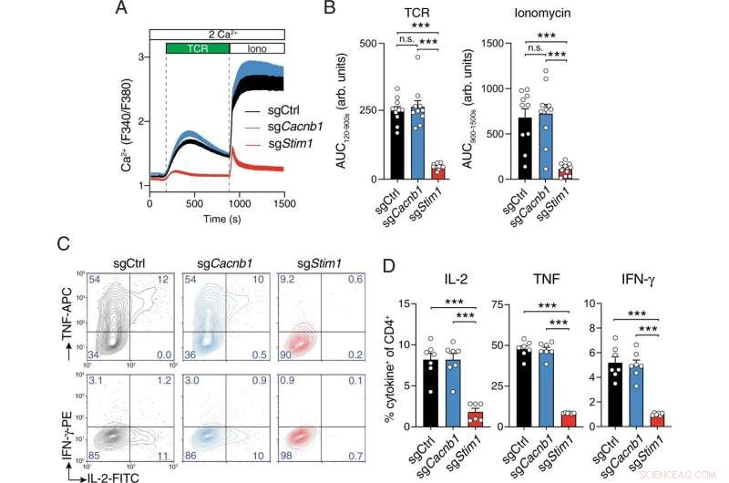 Calcium Channels: A Crucial Driver of T-Cell Activity