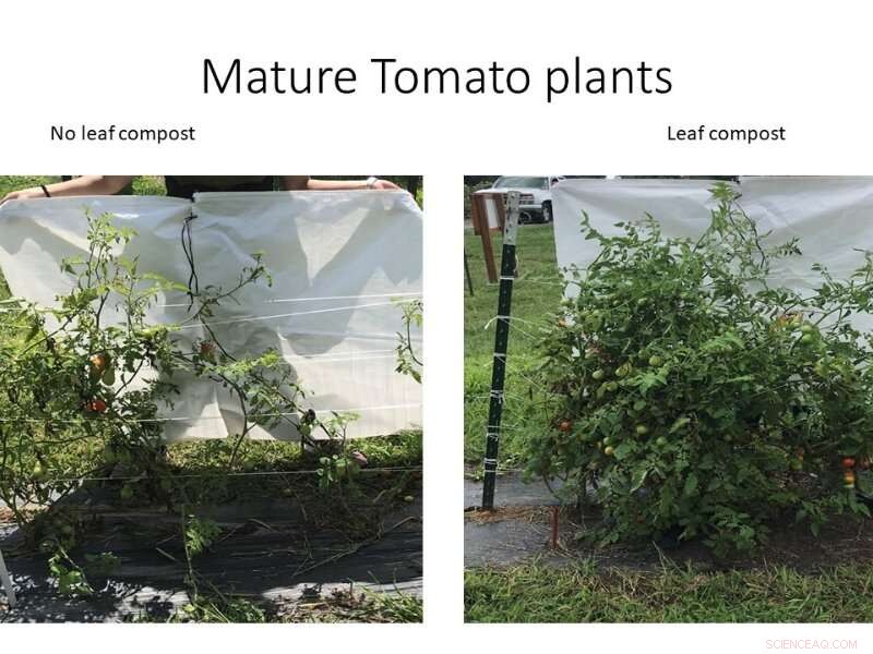 Leaf Mold Compost Boosts Tomato Growth in Degraded Urban Soils