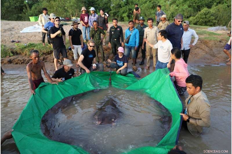 Cambodian Fisherman Nets World’s Largest Freshwater Fish, Earns $600 Reward