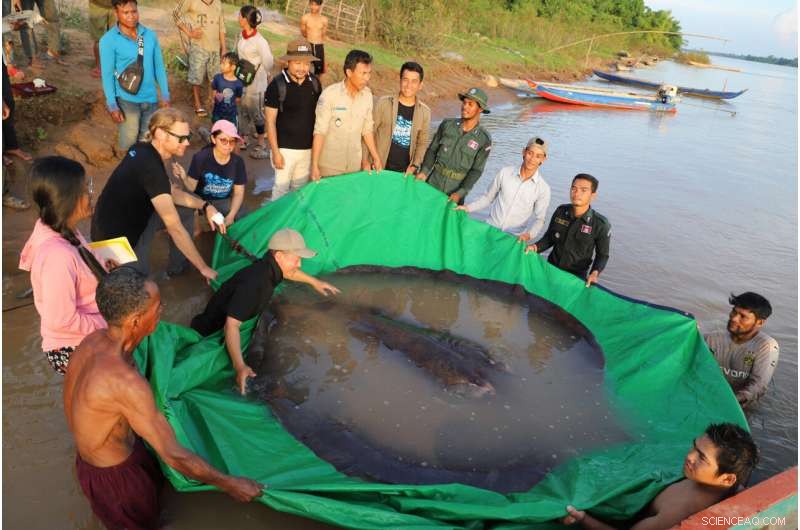 Cambodian Fisherman Nets World’s Largest Freshwater Fish, Earns $600 Reward
