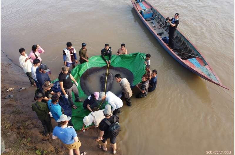 Cambodian Fisherman Nets World’s Largest Freshwater Fish, Earns $600 Reward