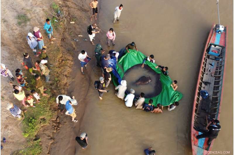 Cambodian Fisherman Nets World’s Largest Freshwater Fish, Earns $600 Reward