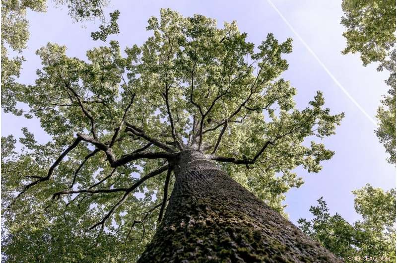 How to Select Optimal Seeds for Sessile Oaks to Thrive in Future Climate Conditions