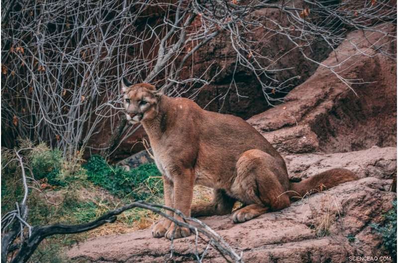 Mountain Lion P-54 Fatal Vehicle Collision Mirrors Mother’s 2018 Road Accident