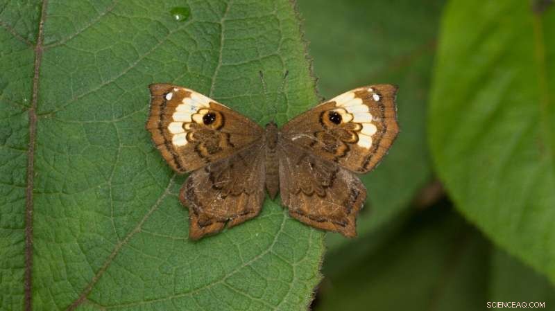 Colombia Safeguards Nearly 200 Endemic Butterfly Species Facing Extinction Threats
