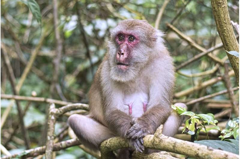 Age-Related Diversity in the Gut Microbiome of Wild Assamese Macaques