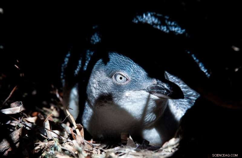 Little Penguins Battle Food Scarcity After Drought and Fires