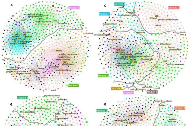 Unveiling the Carbon Cycle in Microbial Ecosystems of Biological Soil Crusts