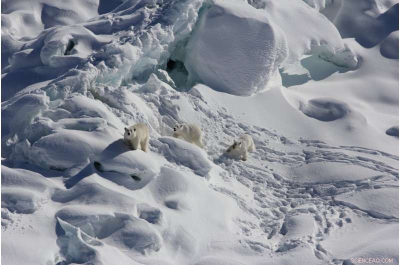 Polar Bears Adapting: Freshwater Icebergs Serve as Critical Hunting Grounds in Southeast Greenland