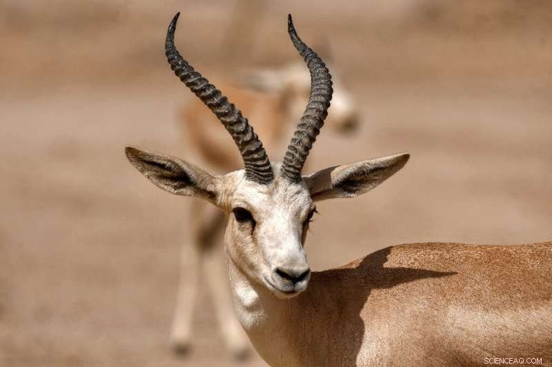 Iraqi Gazelles Plunge as Climate Change Drives Hunger Crisis in Southern Reserve