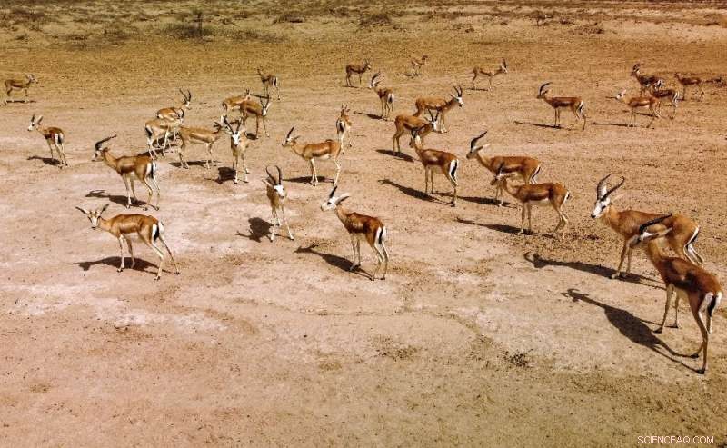Iraqi Gazelles Plunge as Climate Change Drives Hunger Crisis in Southern Reserve
