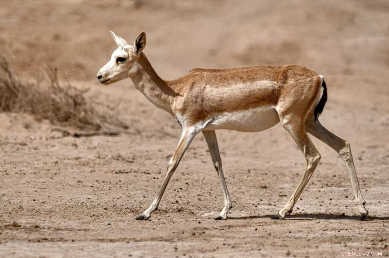 Iraqi Gazelles Plunge as Climate Change Drives Hunger Crisis in Southern Reserve