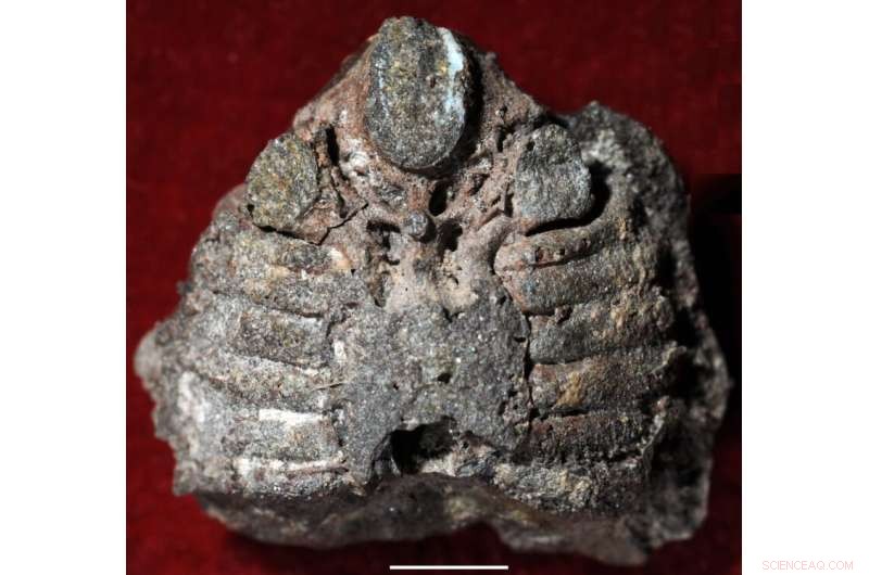 Chinese Fossils Reveal Human Middle Ear Originated from Fish Gills