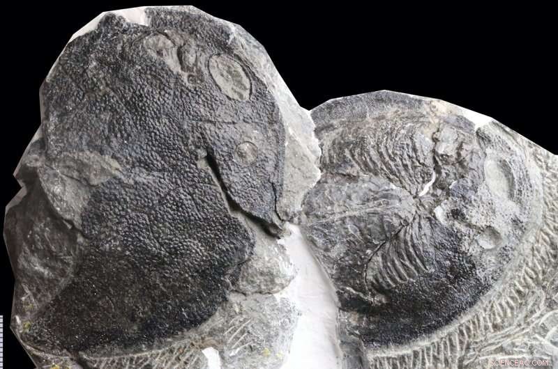 Chinese Fossils Reveal Human Middle Ear Originated from Fish Gills