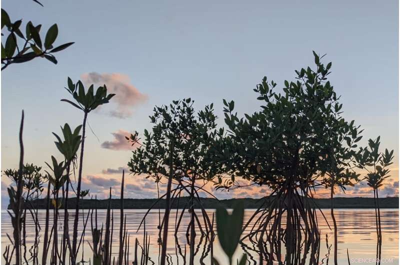 Mangrove & Reef Restoration Proven to Deliver Strong ROI for Coastal Flood Protection