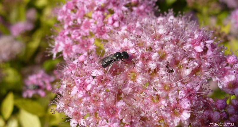 Bee Health Revealed: Gut Microbiome Signals Environmental Stress