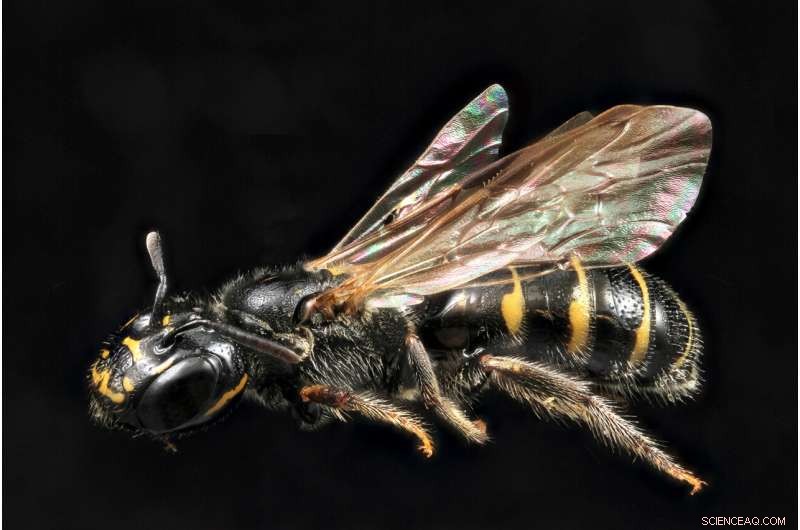 Bee Health Revealed: Gut Microbiome Signals Environmental Stress