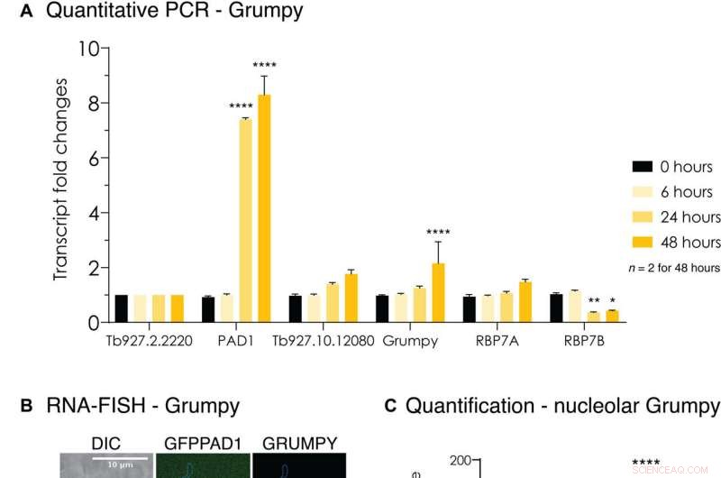 Scientists Identify Gene That Drives Dormancy in African Sleeping Sickness Parasite