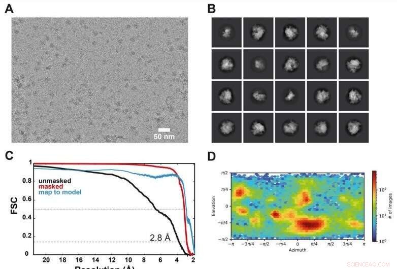 Scientists Reveal Key Cellular Machinery Driving Selenium Incorporation