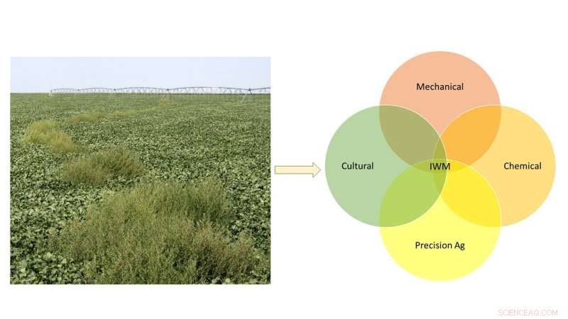 How Herbicide-Resistant Crops Transform Weed Management: A Comprehensive Analysis