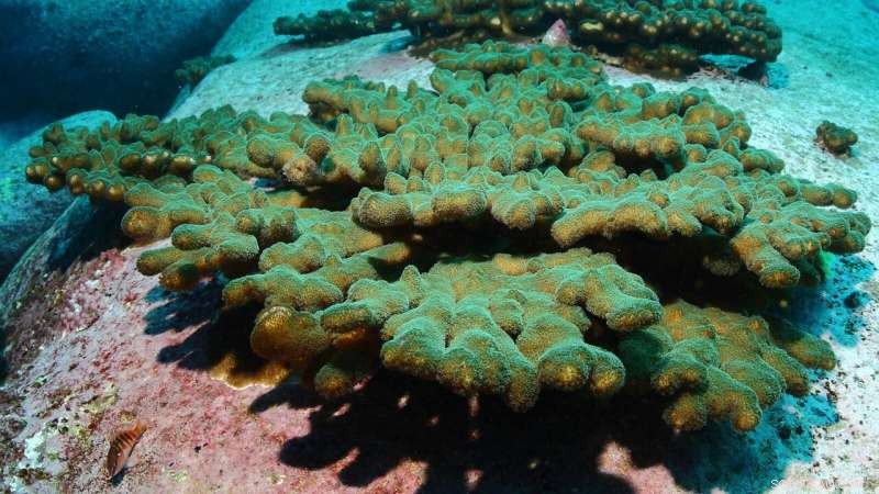 Sydney s New Subtropical Corals: Threat or Harmless Addition?