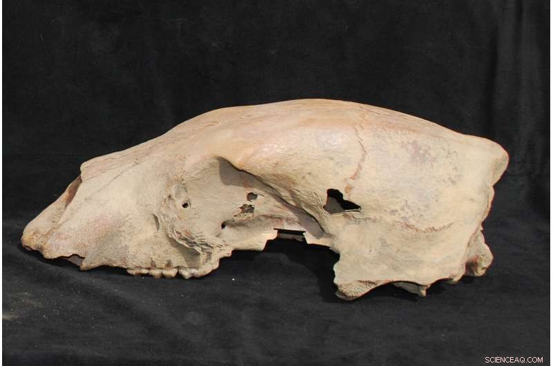 New 100,000-Year-Old Polar Bear Genome Uncovers Extensive Hybridization with Brown Bears