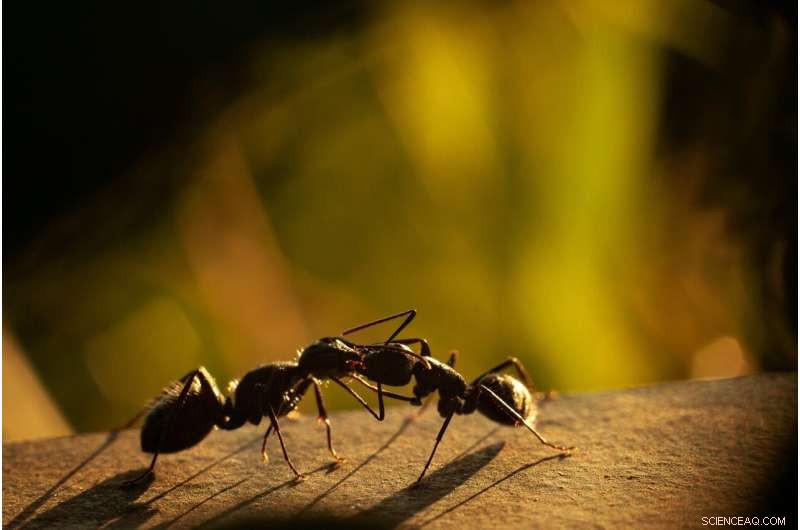 First Cellular-Scale Insight into Ant Brain Complexity Unveiled by Single-Cell Technology