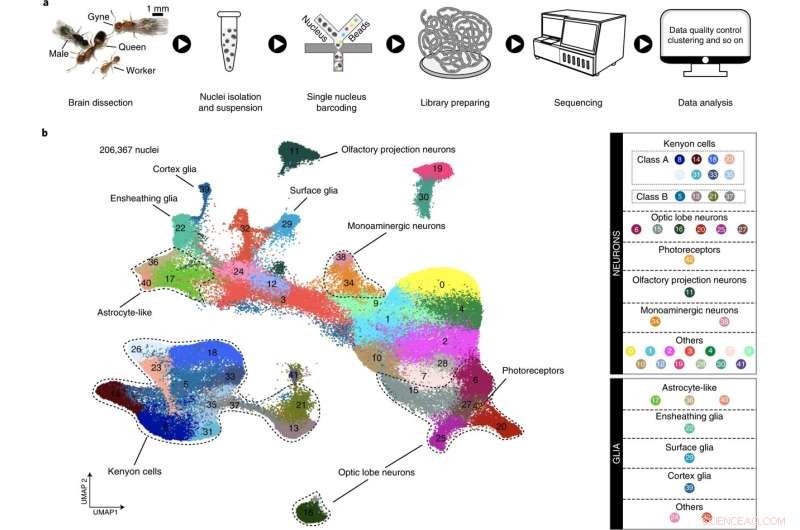 First Cellular-Scale Insight into Ant Brain Complexity Unveiled by Single-Cell Technology