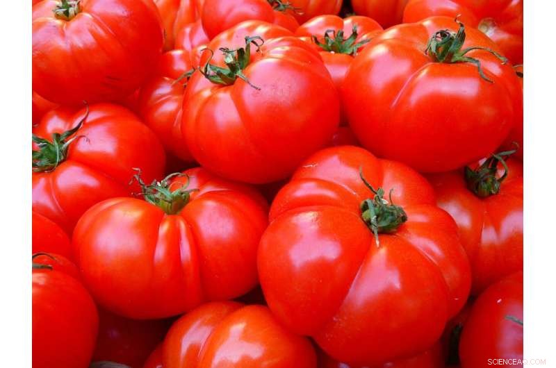Climate Change Threatens Your Ketchup: Rising Temperatures Slash Tomato Yields