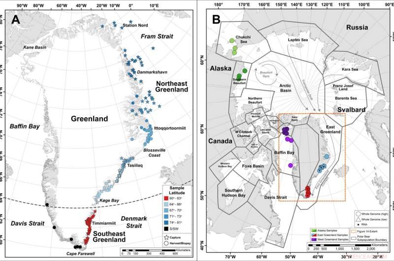 Discovery of a New Polar Bear Subpopulation in Southeast Greenland Highlights Arctic Climate Impact