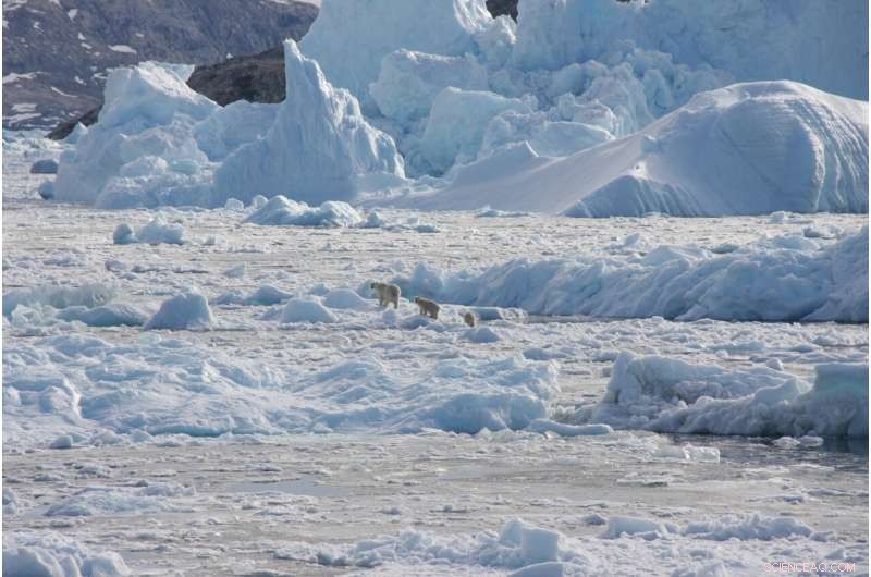 Discovery of a New Polar Bear Subpopulation in Southeast Greenland Highlights Arctic Climate Impact