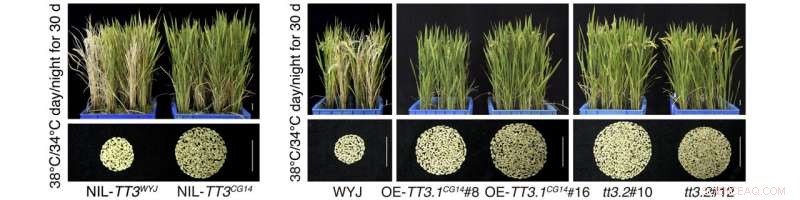 New Gene Interaction Boosts Rice Heat Tolerance, Promising Climate-Resilient Yields